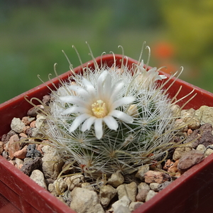 DSC01686Mammillaria nazanensis GM1819