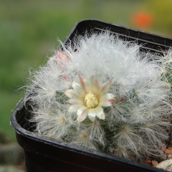 DSC01688Mammillaria bocasana v. multilanata