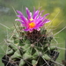 DSC01689Thelocactus matudae