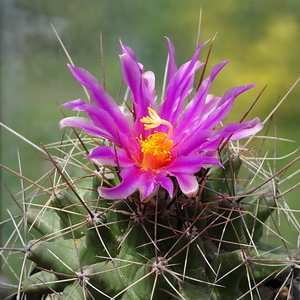 DSC01690Thelocactus matudae