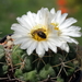 DSC01692Thelocactus paradensis