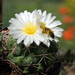 DSC01693Thelocactus paradensis