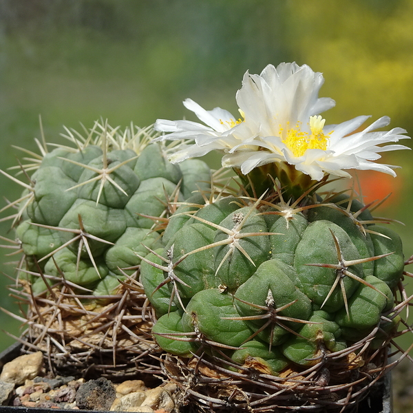 DSC01694Thelocactus paradensis