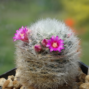 DSC01695Mammillaria laui Lau1171