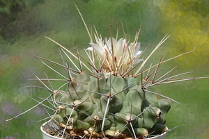 DSC01699Thelocactus rinconensis