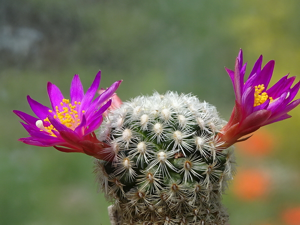 DSC01701Mammillaria dodsonii