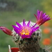 DSC01702Mammillaria dodsonii