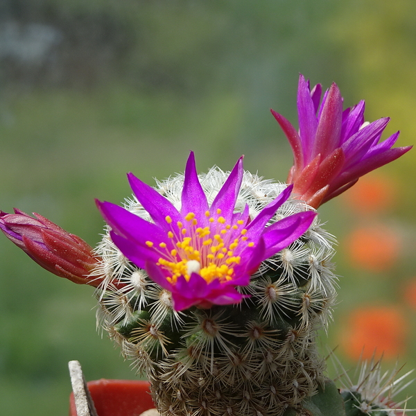 DSC01702Mammillaria dodsonii