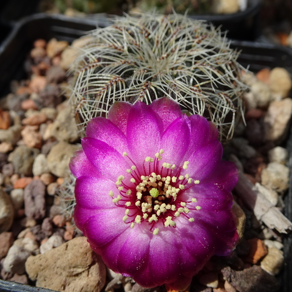 DSC01717Sulcorebutia hertusii LH 693