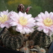 DSC01721Gymnocalycium bruchii ssp. brigitte