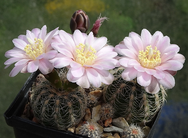 DSC01721Gymnocalycium bruchii ssp. brigitte