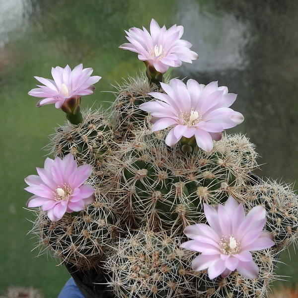 DSC01723Gymnocalycium bruchii ssp. lafaldense