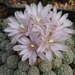 DSC01724Gymnocalycium bruchii ssp. albispinum