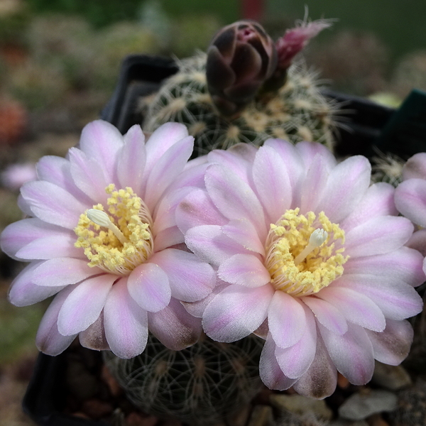 DSC01725Gymnocalycium bruchii ssp. brigitte