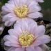 DSC01726Gymnocalycium bruchii ssp. brigitte