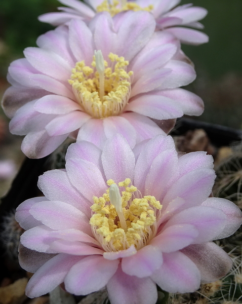 DSC01726Gymnocalycium bruchii ssp. brigitte