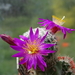 DSC01728Mammillaria dodsonii