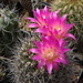 DSC01729Pyrrhocactus chilensis