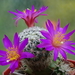 DSC01737Mammillaria dodsonii