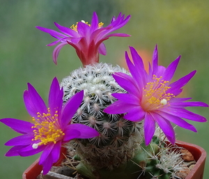 DSC01737Mammillaria dodsonii