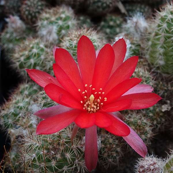 DSC01738Chamaecereus Rita