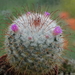 DSC01756Mammillaria bombycina