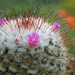 DSC01758Mammillaria bombycina