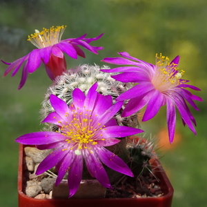 DSC01765Mammillaria dodsonii