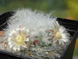 DSC01766Mammillaria bocasana v. multilanata