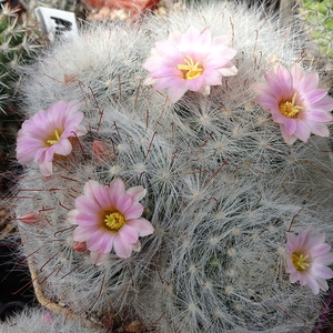 DSC01767Mammillaria glassii ssp.ascensionis v. nominis-dulcis