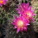 DSC01768Pyrrhocactus chilensis