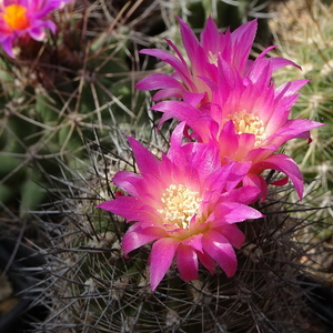 DSC01768Pyrrhocactus chilensis