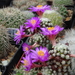 DSC01782Mammillaria therese