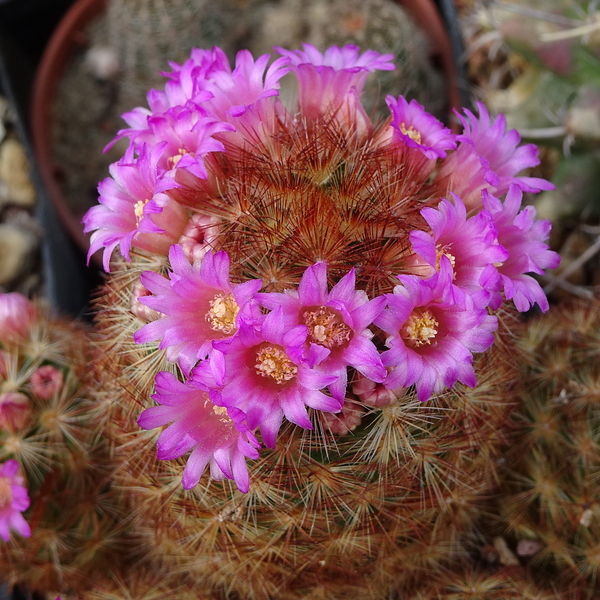 DSC01784Mammillaria carmenae