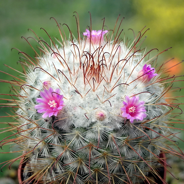 DSC01786Mammillaria bombycina