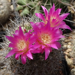 DSC01787Pyrrhocactus chilensis