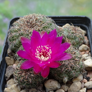 DSC01814Sulcorebutia sp. Bulthuis (canigueralii v. applanata