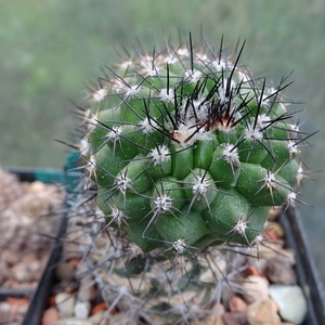 DSC01844Copiapoa humilis