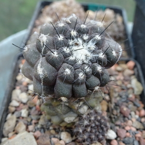 DSC01845Copiapoa esmeraldana