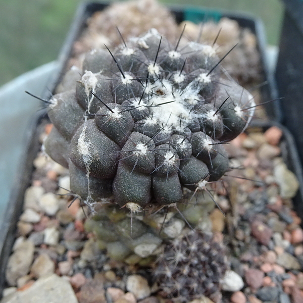 DSC01845Copiapoa esmeraldana