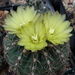 DSC01847Gymnocalycium leeanum