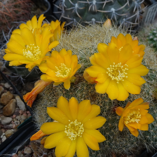 DSC01848Rebutia marsoneri