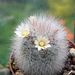 DSC01858Mammillaria schwarzii