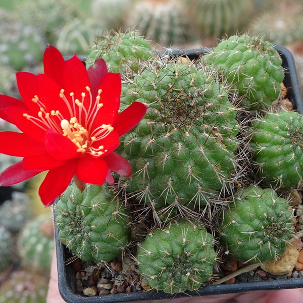 DSC01919Rebutia padcayensis RH 220