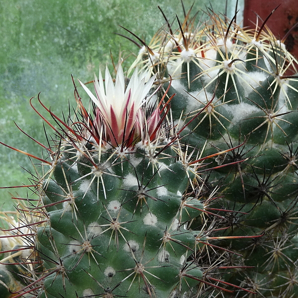 DSC01922Coryphantha ancistracantha