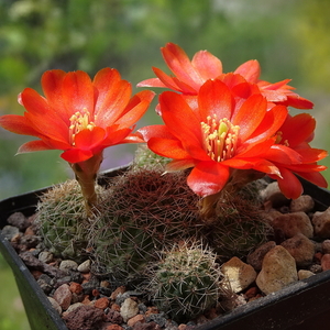 DSC01944Rebutia tarijensis RH 964