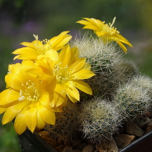 DSC01965Rebutia senilis v. kesselringiana