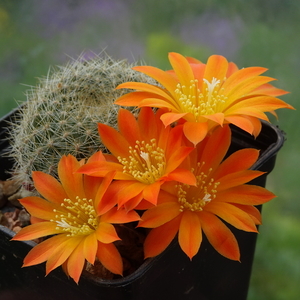 DSC01972Rebutia chrysacantha