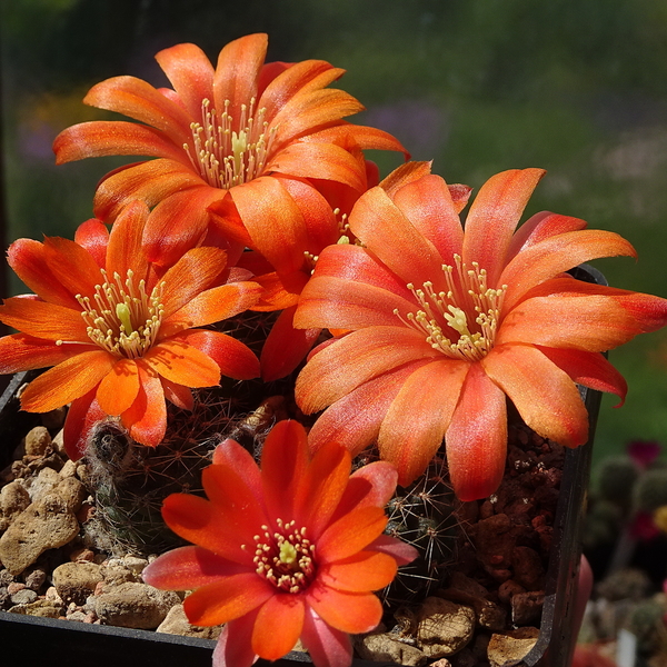 DSC01982Rebutia krainziana