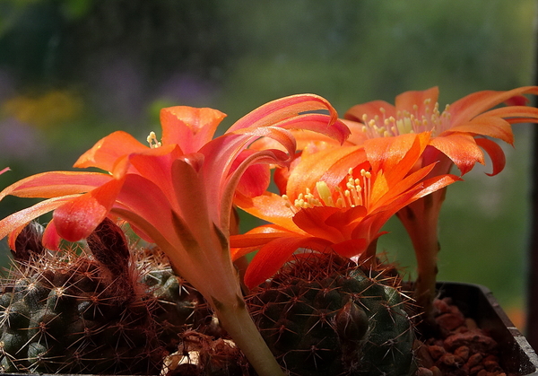 DSC01983Rebutia krainziana